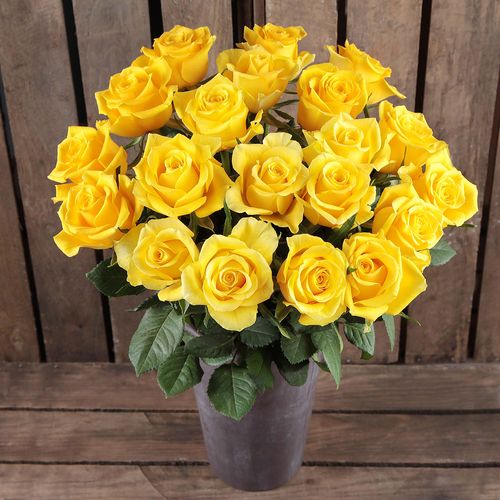 Yellow_Roses.jpg