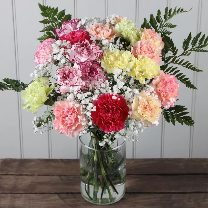 Rainbow Carnations