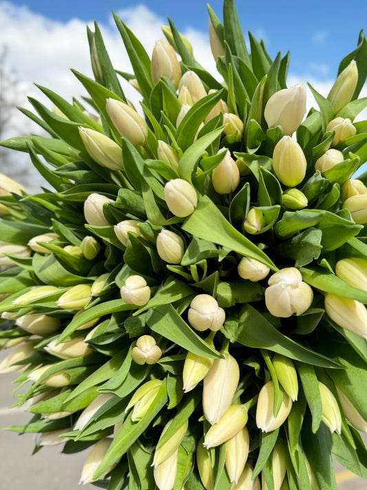 30 Stem White Supreme Tulips