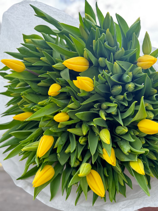 30 Stem Golden Yellow Tulips