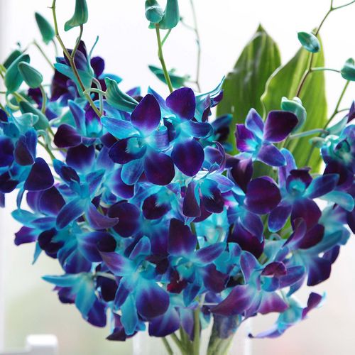 Electric_Blue_Orchids_T.jpg
