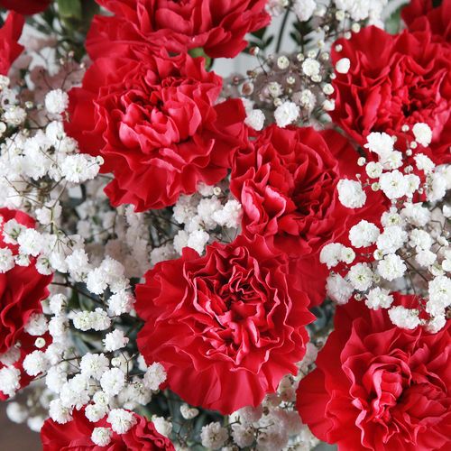 Red_Carnations_C.jpg