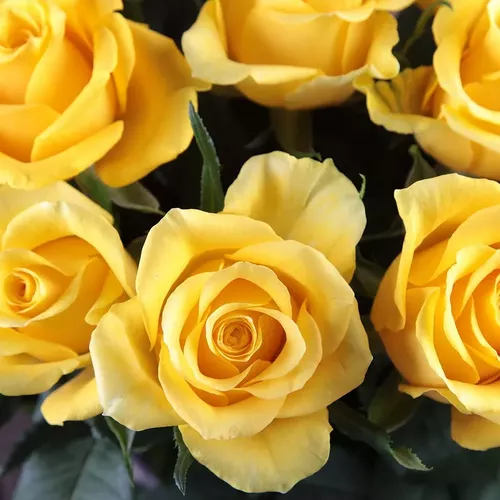 Yellow_Roses_C_1665427861_720.webp