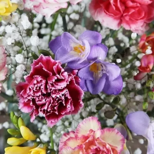 product_470x470_Mix_Carnations_and_Freesias_C_1660574949_1665490016_720.webp
